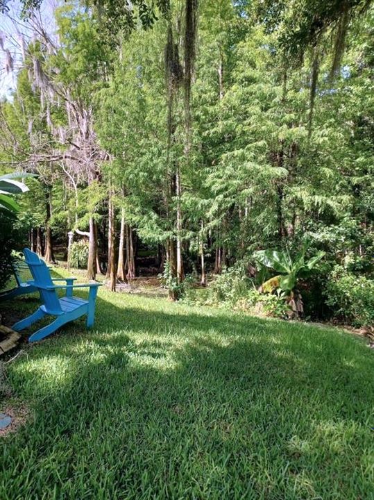 View of Rear Yard Forested Preserve