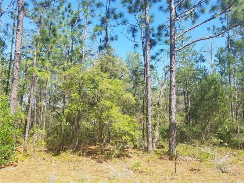 Recently Sold: $4,500 (0.22 acres)