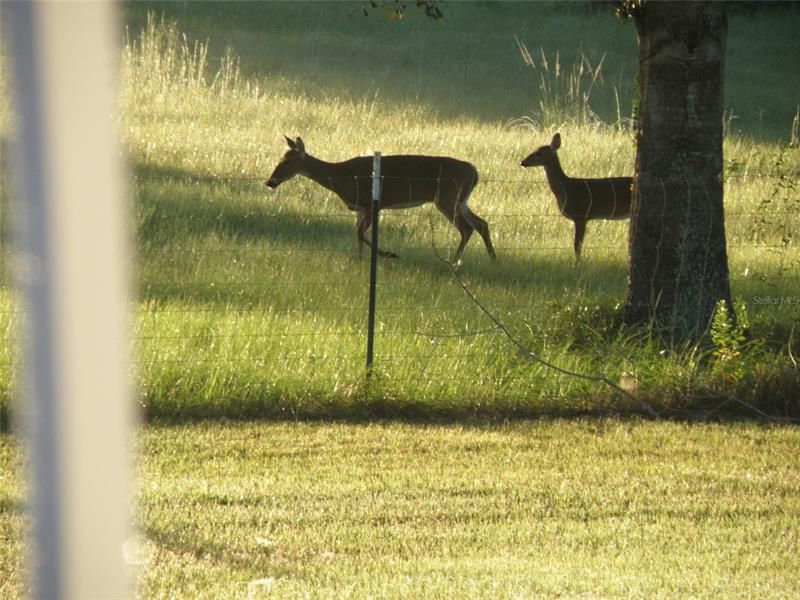 Calm 10 acres is home to deer families