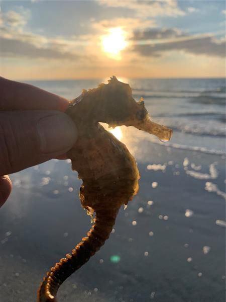 Gulf pic taken w/IPhone - beautiful creatures