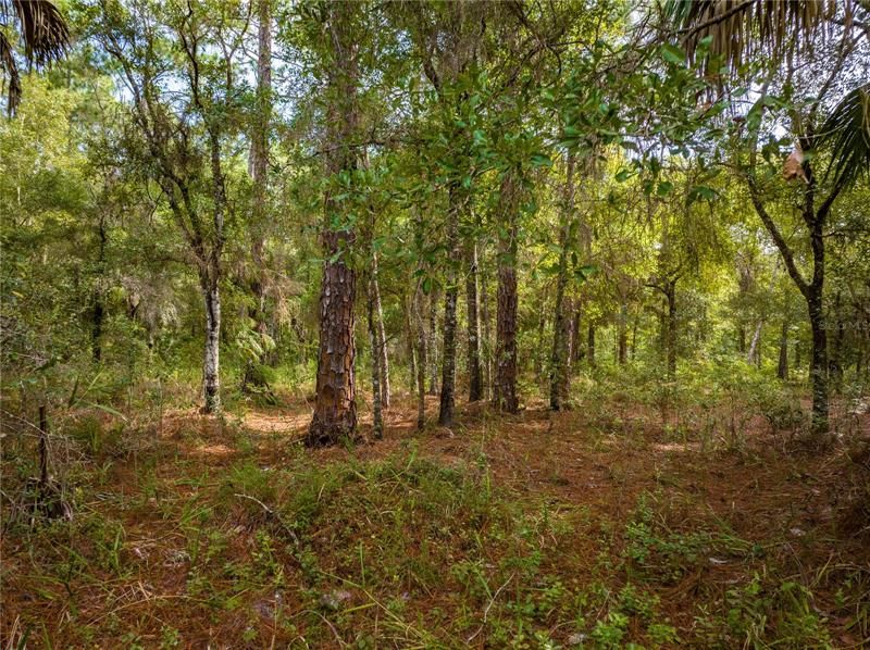 Recently Sold: $23,000 (1.16 acres)