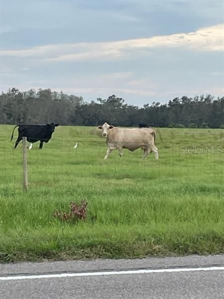 Rural Florida!