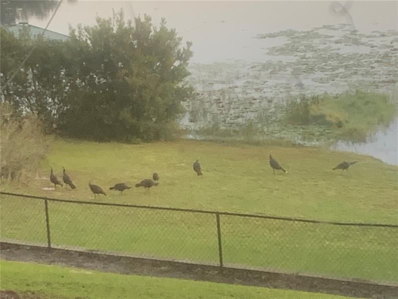 Turkeys passing by