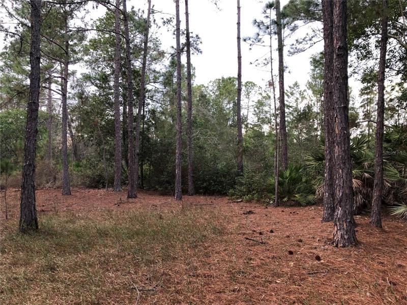Recently Sold: $19,999 (7.26 acres)