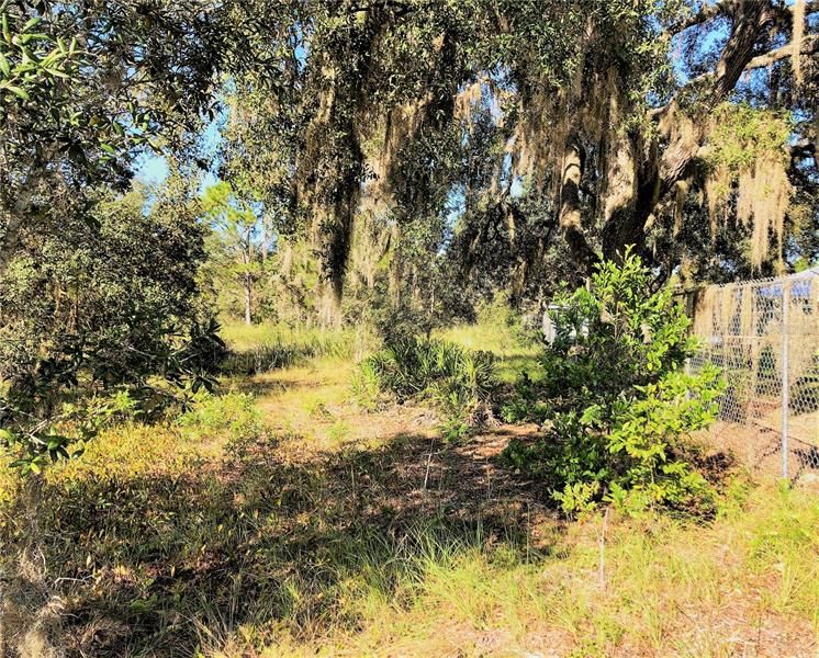 12 LOOKING FROM NE CORNER  BOUNDARY TOWARDS WEST TO THE MIDDLE OF PROPERTY