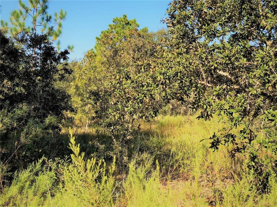 8 LOOKING FROM CENTER OF EAST BOUNDARY TOWARDS WEST TO THE MIDDLE OF PROPERTY