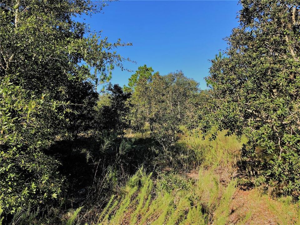 9  LOOKING FROM  NORTH OF CENTER OF EAST BOUNDARY TOWARDS WEST TO THE MIDDLE OF PROPERTY