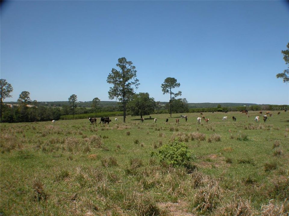 Vendido Recientemente: $1,483,900 (78.15 acres)