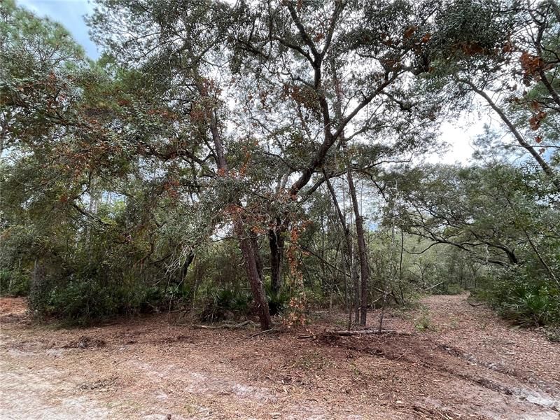 Recently Sold: $11,900 (1.22 acres)