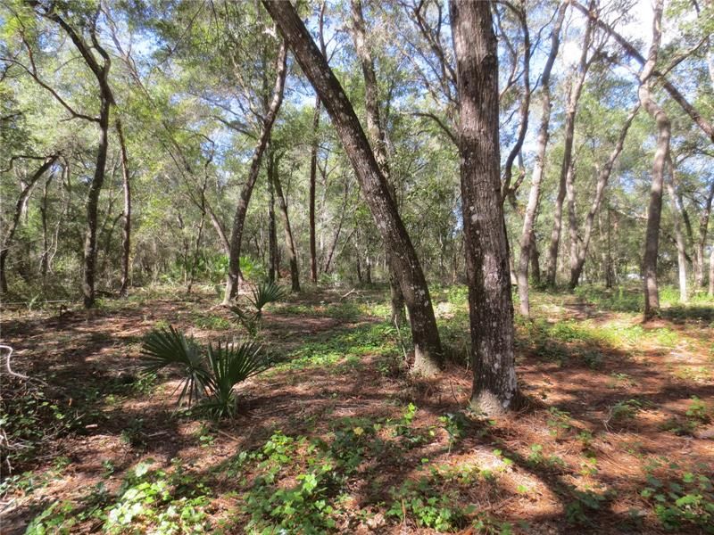 Recently Sold: $11,000 (0.33 acres)