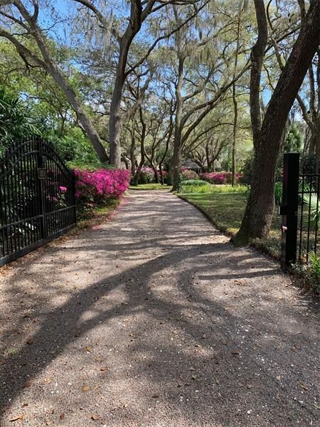 View of driveway in February with azaleas blooming