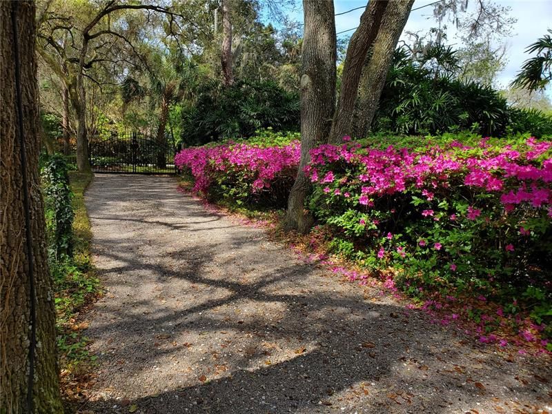 View of driveway in February with azaleas blooming