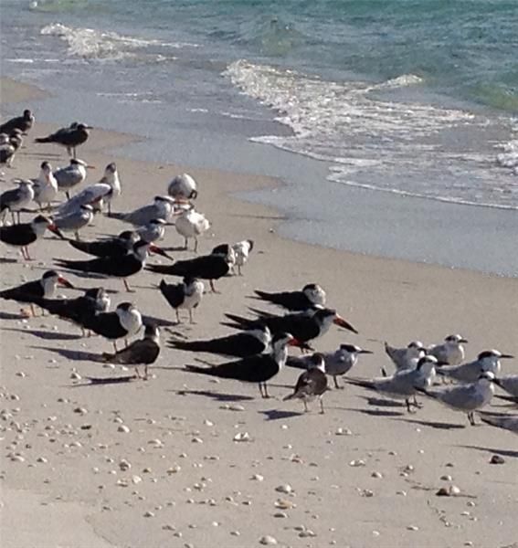 Birds on the Beach.