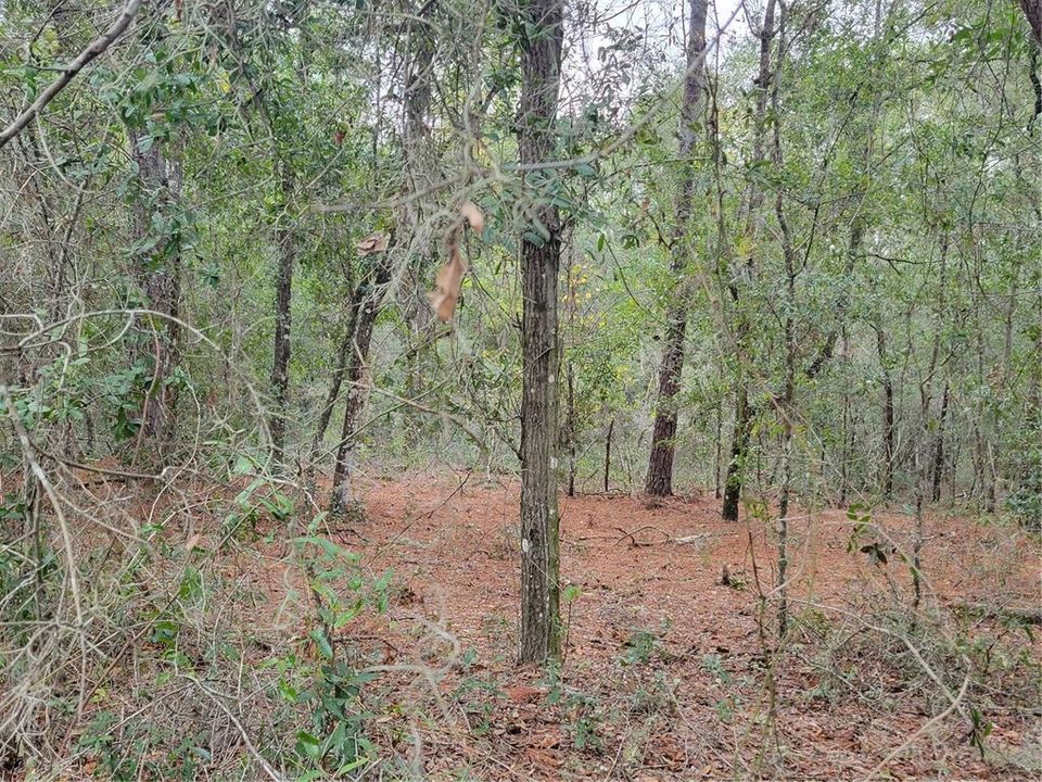 Recently Sold: $99,500 (3.08 acres)