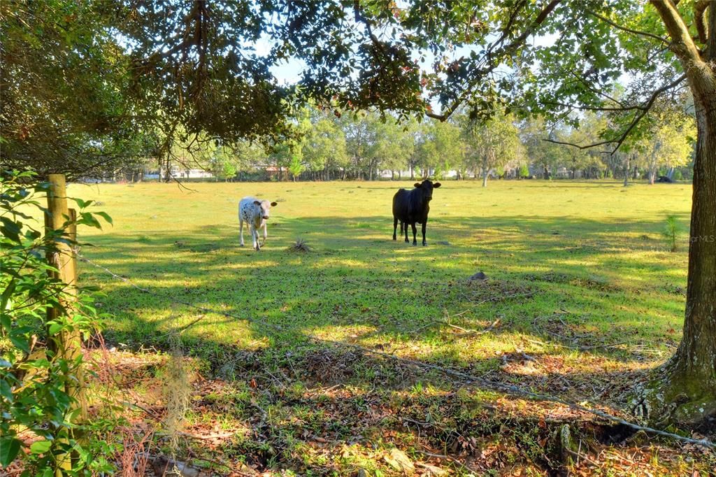 Beautiful Acreage