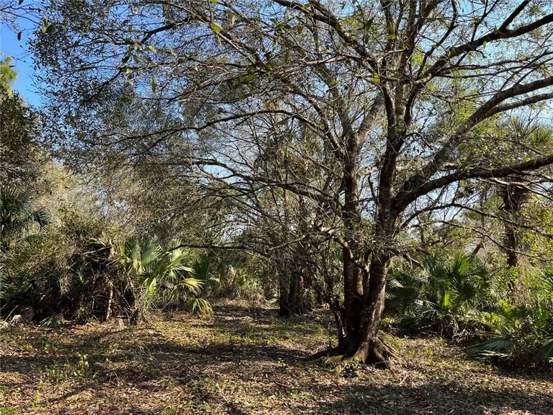 Vendido Recientemente: $67,900 (2.50 acres)