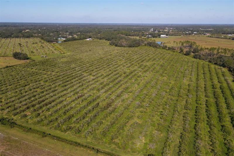 Aerial of Trees