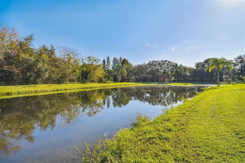 Pond View