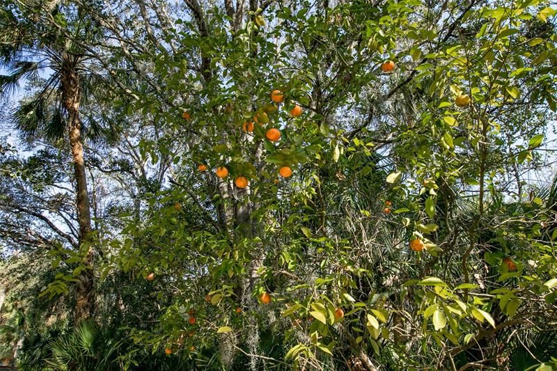 Fruit trees