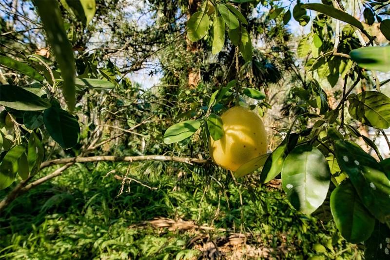 Fruit trees