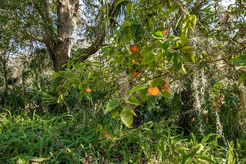 Fruit trees