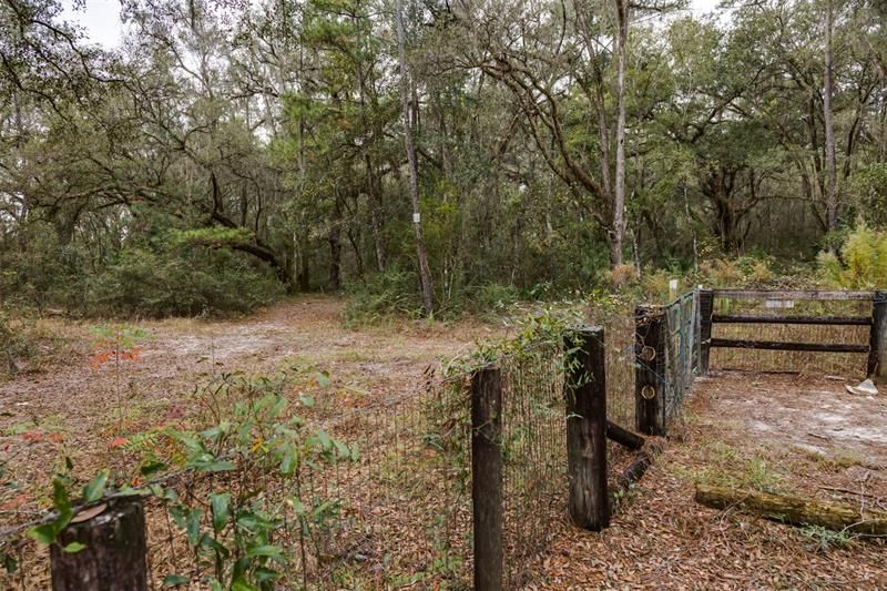 Trail going into the forest