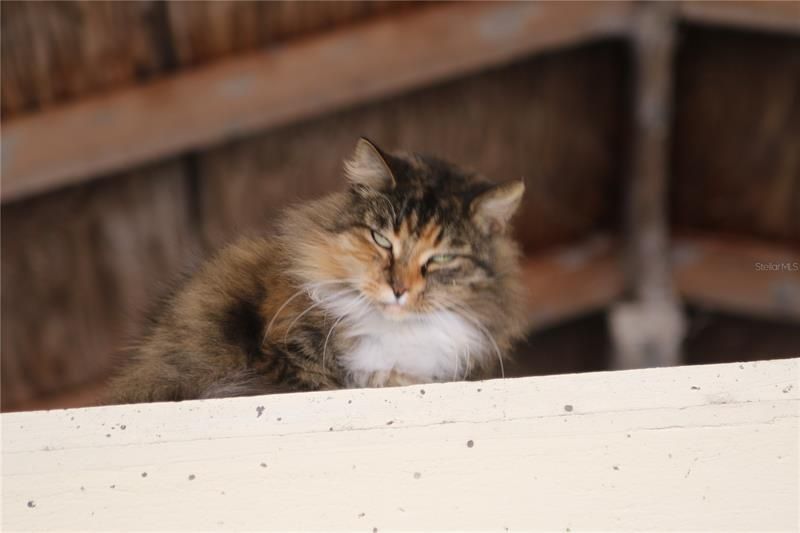 Spike stays with the barn