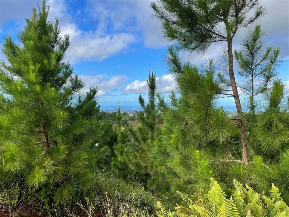 Vendido Recientemente: $149,900 (4.37 acres)