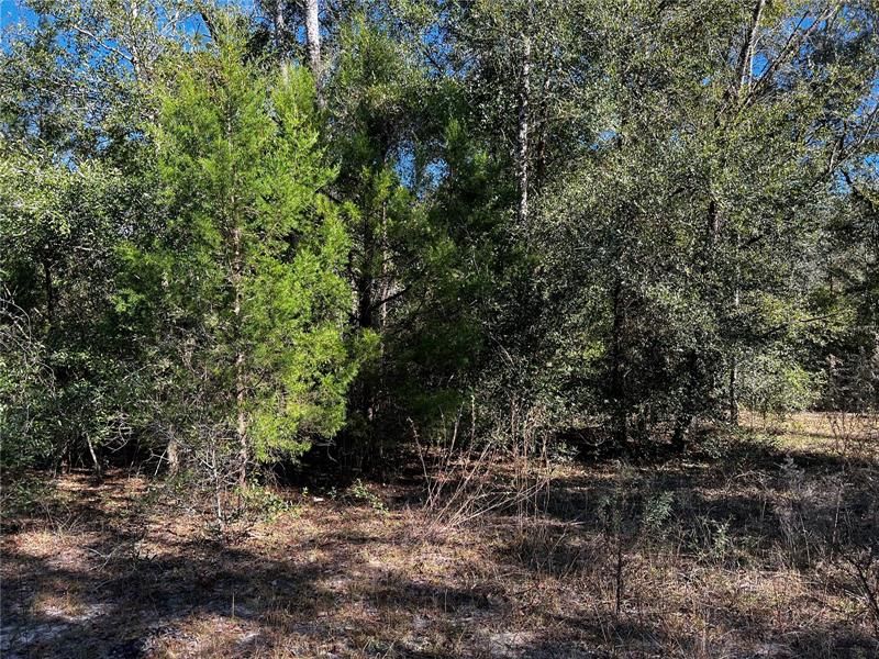 Recently Sold: $20,000 (1.25 acres)