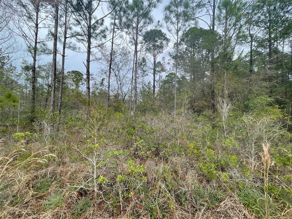 Recently Sold: $12,000 (0.95 acres)