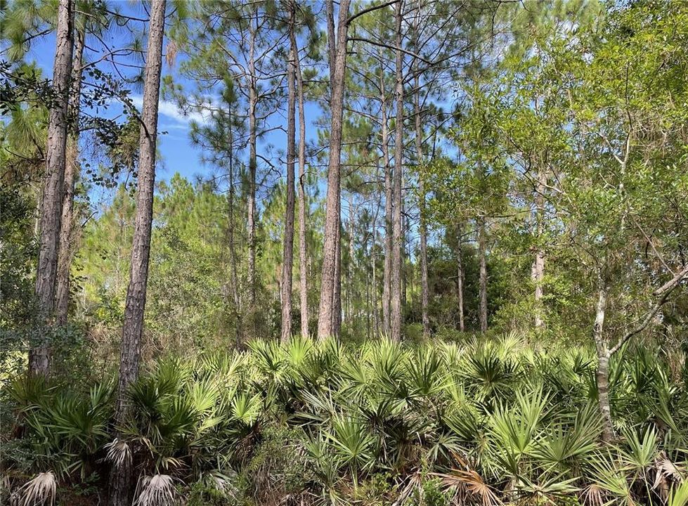 Недавно продано: $175,000 (9.12 acres)