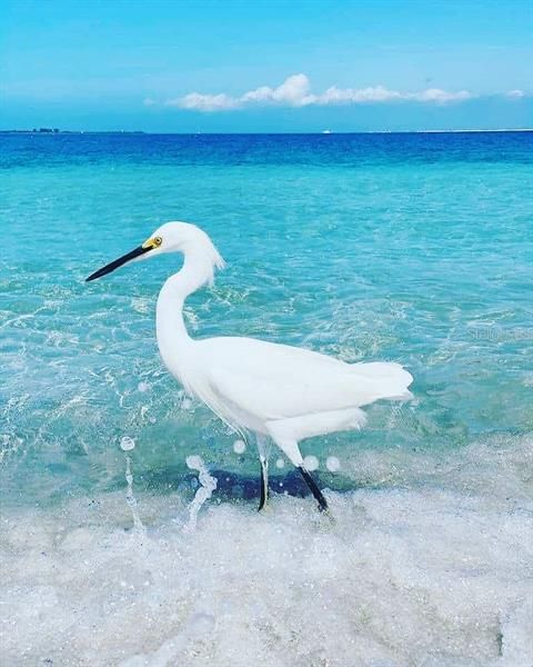 Manasota Beach Bird