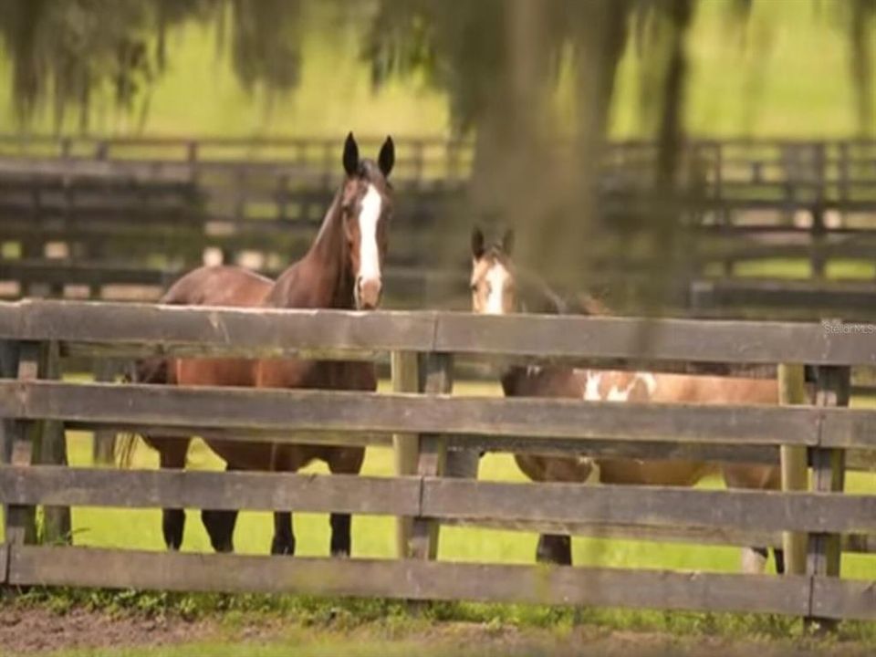 Ocala - Horse Farm Country