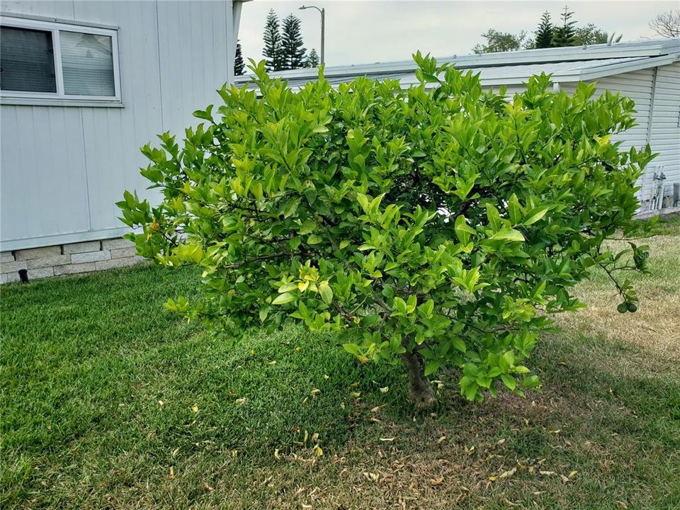 This fruit tree in grows lemon, lime and grapefruit!