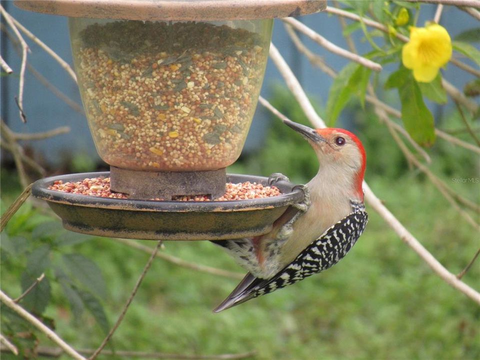 BRID FEEDER IN THE BACK YARD WITH  (WOODPECKER (FOR REAL)