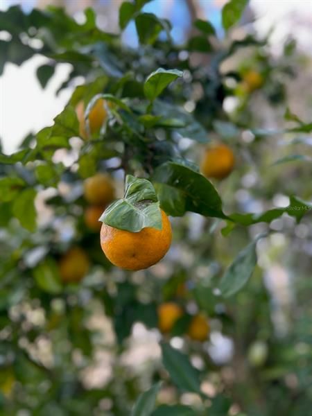 Various citrus trees can be found on the property.