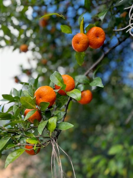 Your choice of several types of Florida citrus trees on the property.