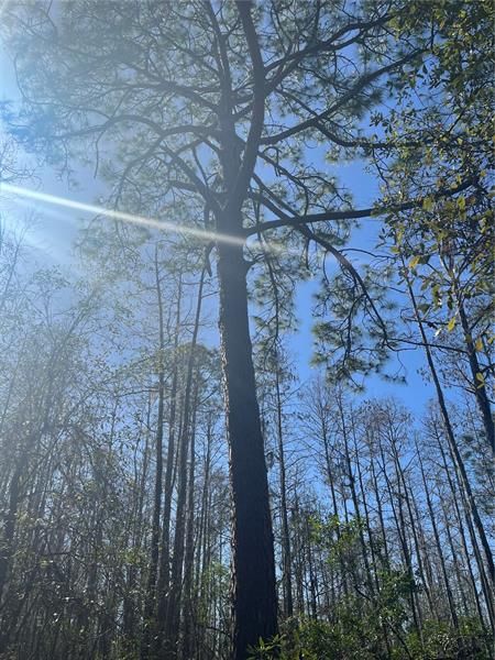 Beautiful pines on property