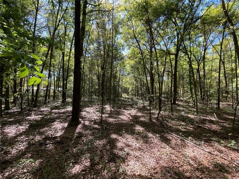 Недавно продано: $37,000 (3.60 acres)