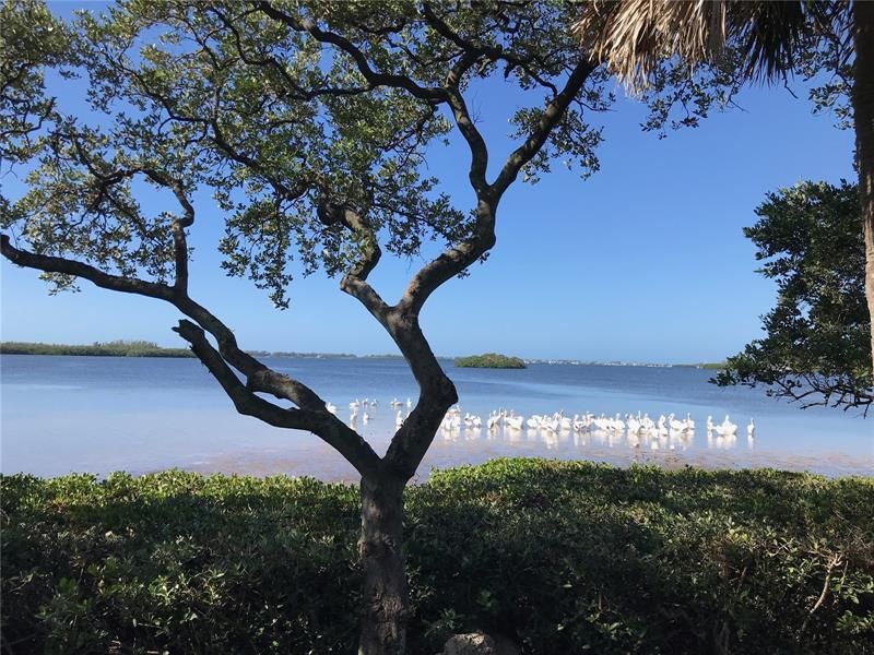 White pelicans on Sarasota Bay -- view from the park