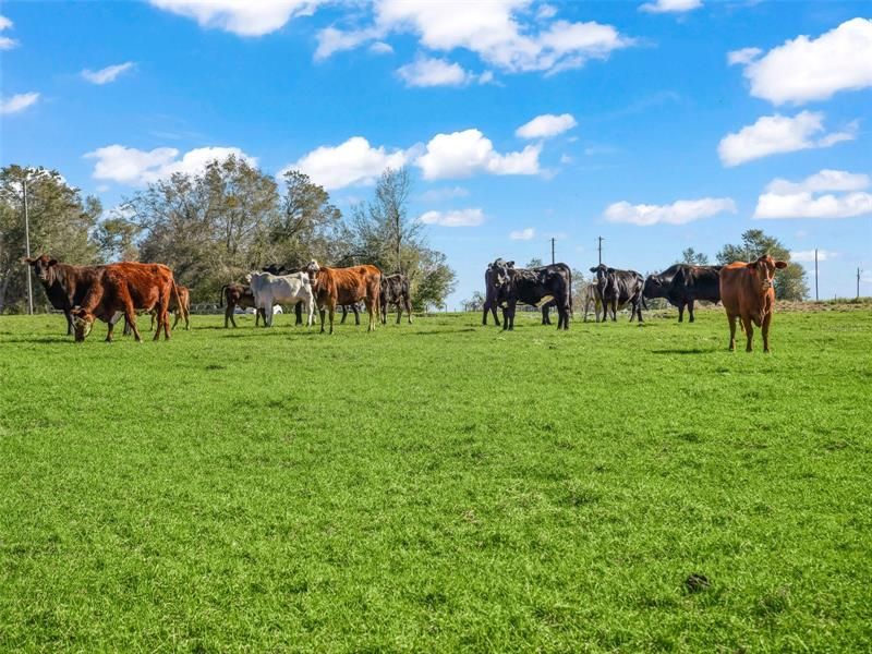 Недавно продано: $275,000 (11.00 acres)