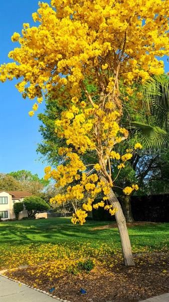 Tabebuia Tree in front yard