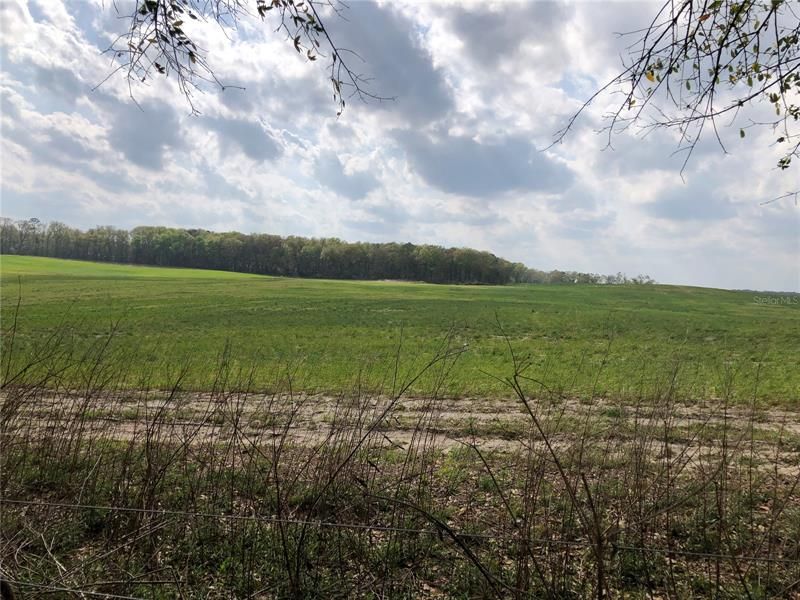 Back fence line of property.