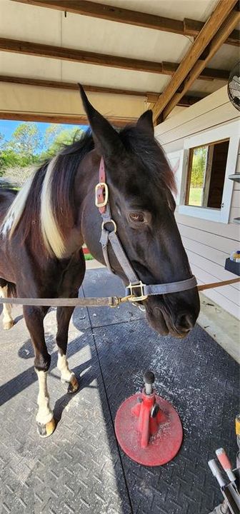 Grooming time!