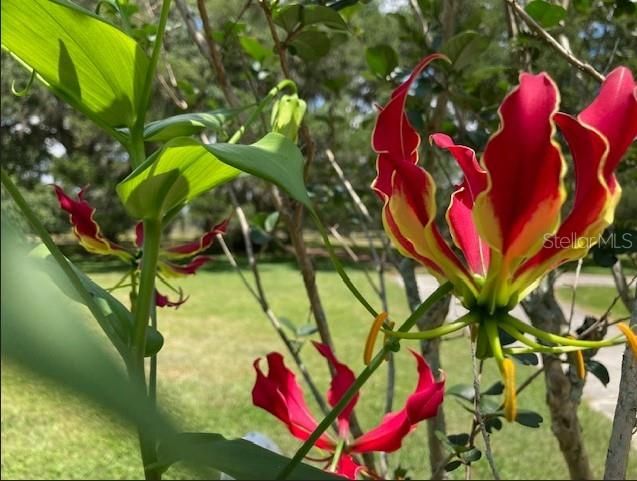 Gloriosa Lilly