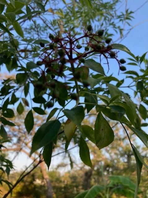 Elderberries