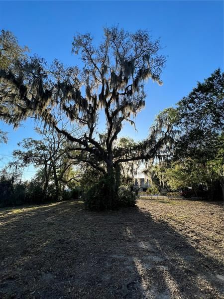 Beautiful Spanish Moss, common in this area