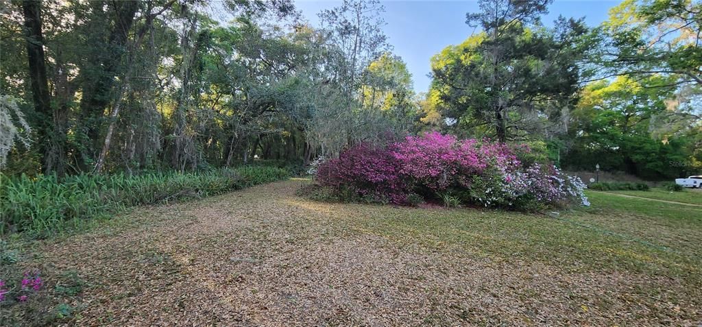 Front yard Azaleas. Scattered around lot