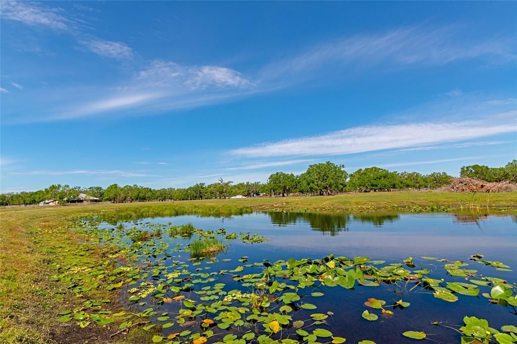 pond view