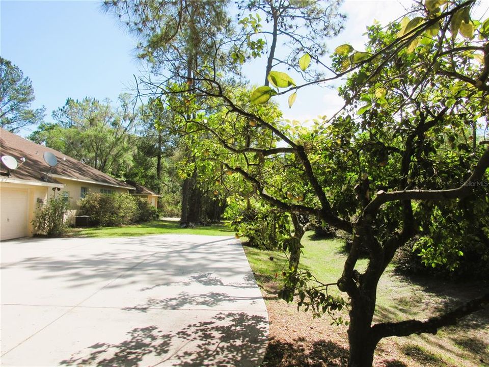 Driveway and Turn Pad Facing Rear of Property (Citrus Trees On The Right!!).